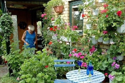 Anita och hennes pelargonvägg