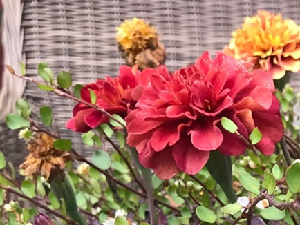 Frösådd Tagetes Strawberry blond